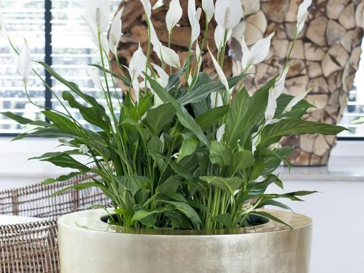 plantas y signos astrológicos energía curativa coinciden agradable aura equilibrio spathiphillum