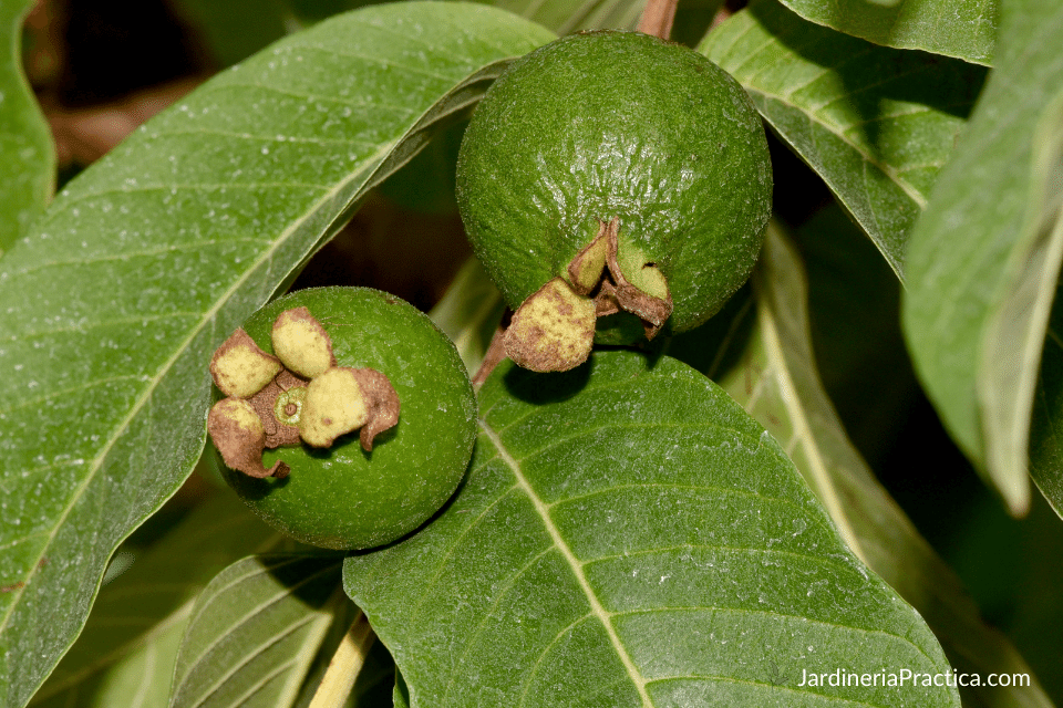 hoja de guayaba