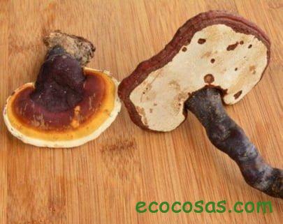 ganoderma para que sirve