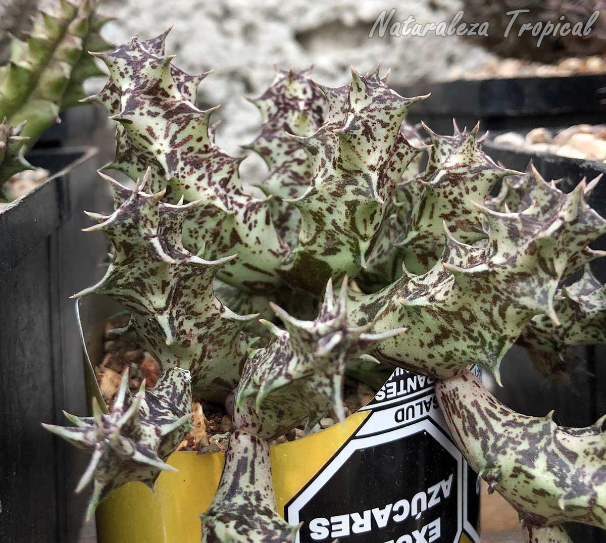 Tallos de la planta suculenta x Huervalia ˡ Cuban Start ˡ clon 5 KMP 047