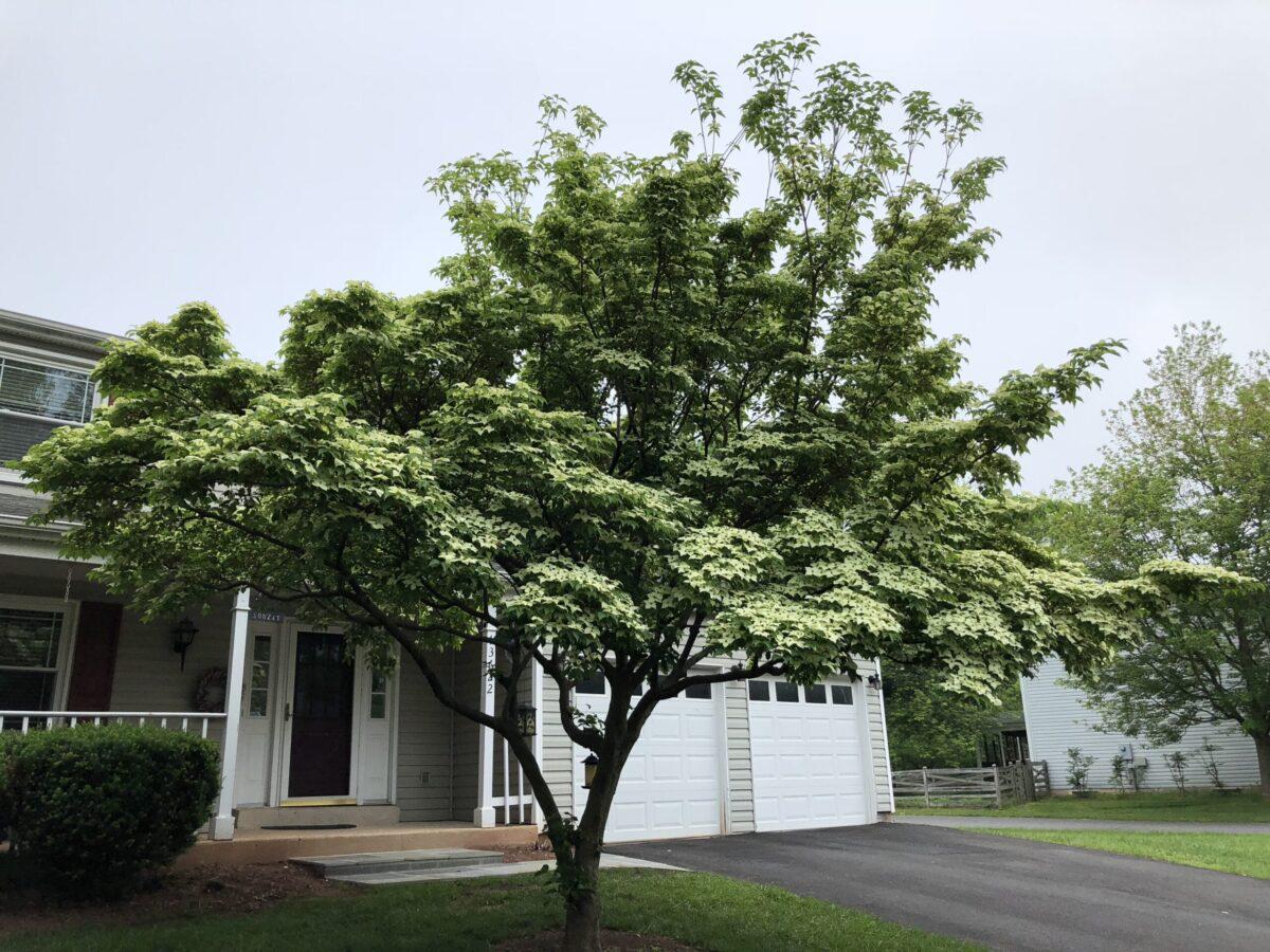 El Cornus kousa es un árbol mediano