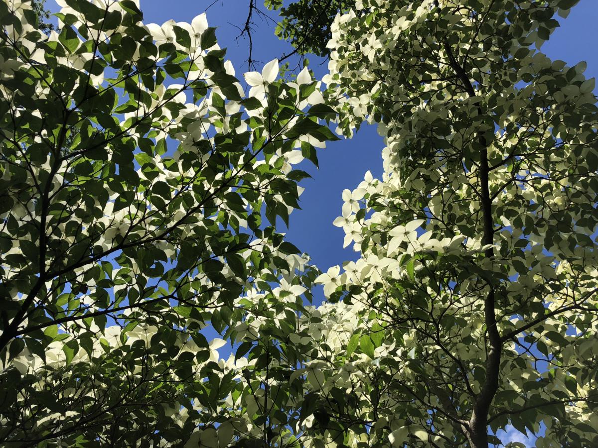 El cornejo de Kousa tiene flores blancas