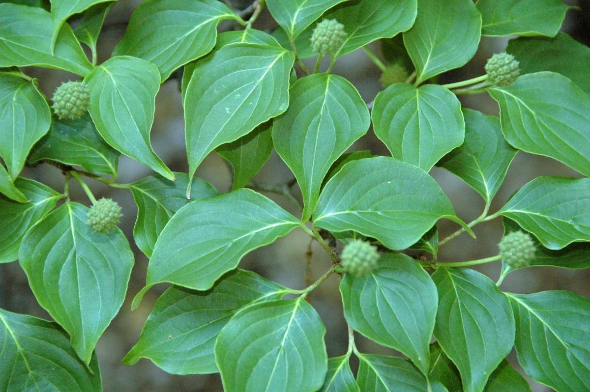Las hojas del Cornus kousa son verdes