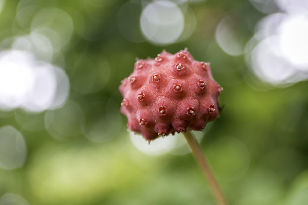 El fruto del cornejo de Kousa es una planta preciosa