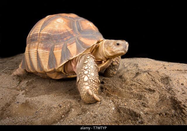 Tortuga angonoka o Astrochelys yniphora