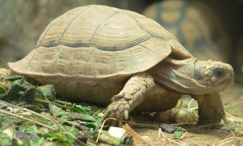 Tortuga egipcia o Testudo kleinmanni