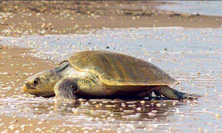 Tortuga Lora o Lepidochelus kempii