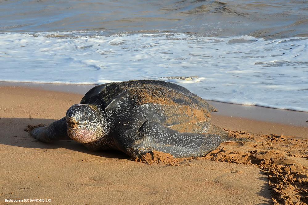 Tortuga Laúd o Dermochelys coriácea