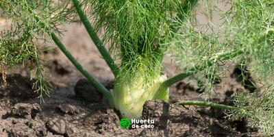 Hojas de hinojo, planta aromatica