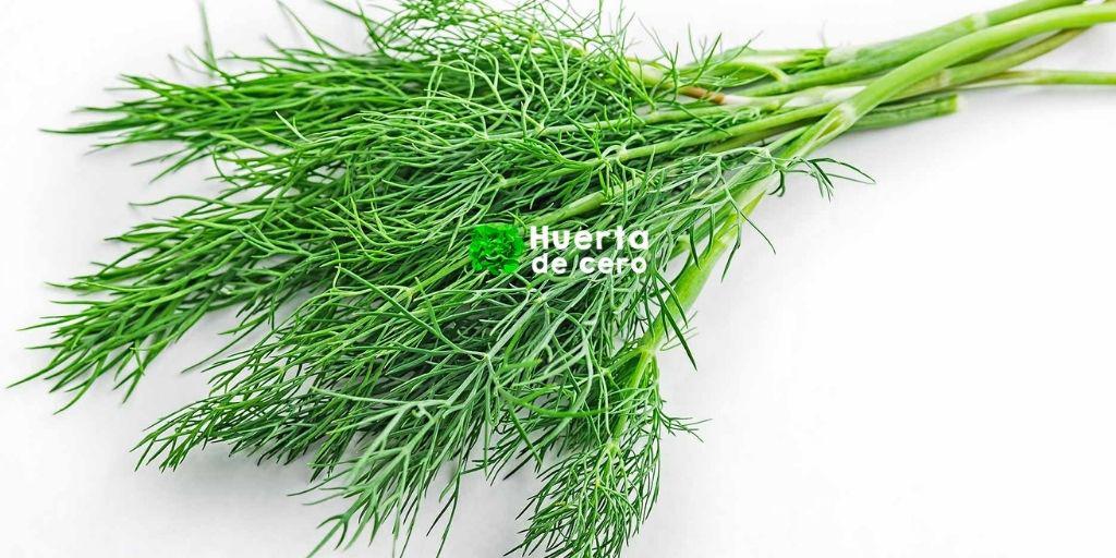 Como plantar hinojo en la huerta