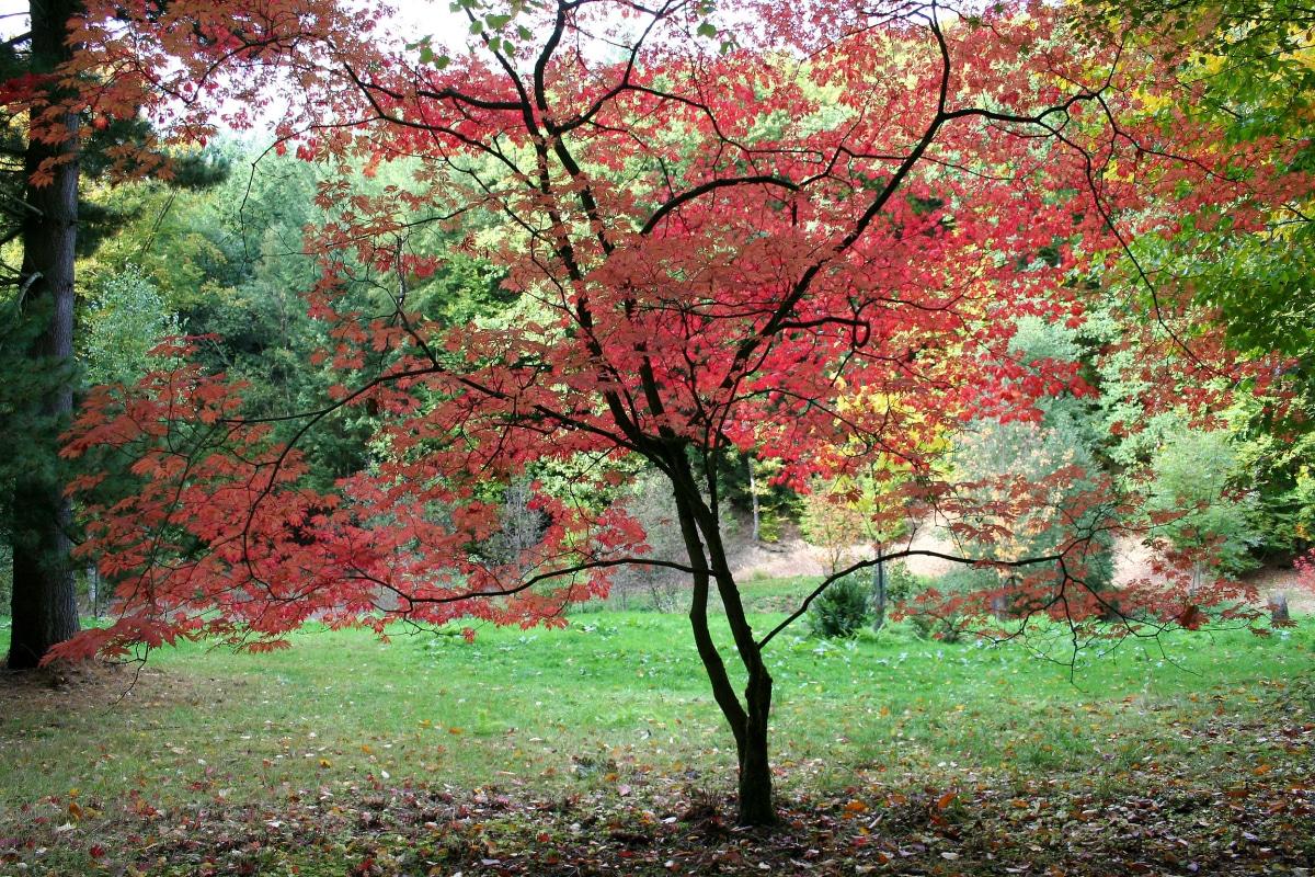 El Acer japonicum es un árbol caducifolio