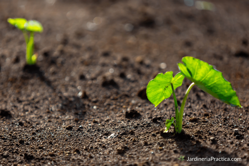 oreja de elefante planta
