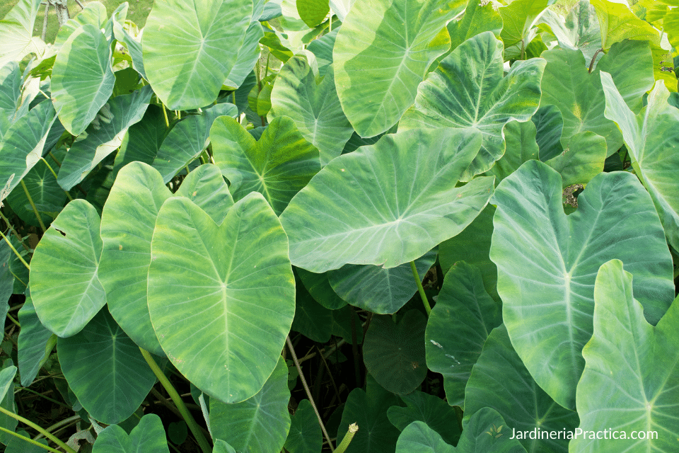 oreja de elefante cuidados