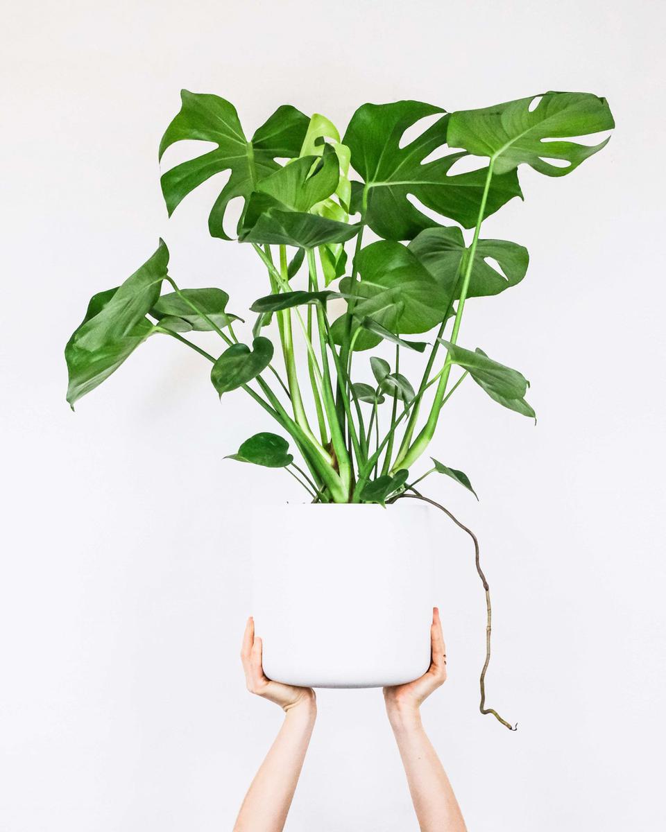 Monstera planta fácil de interior