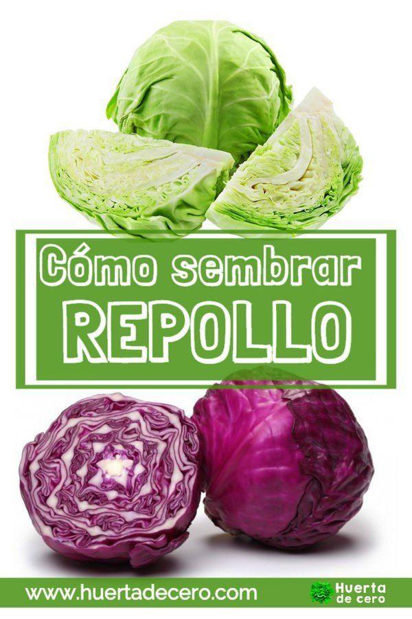 Como sembrar repollo en la huerta