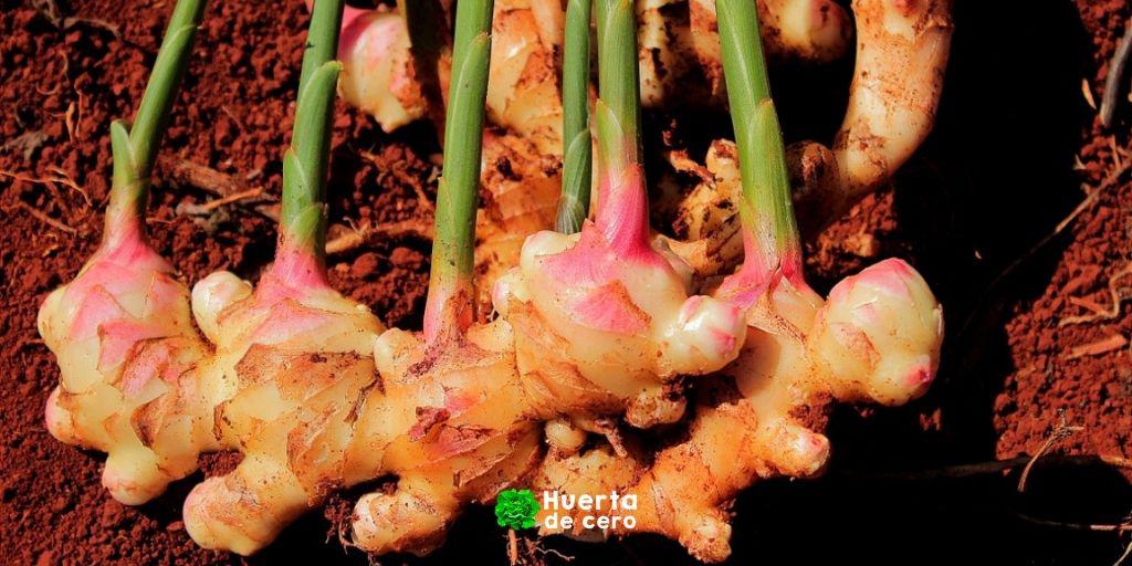 Como cuidar la planta de jengibre