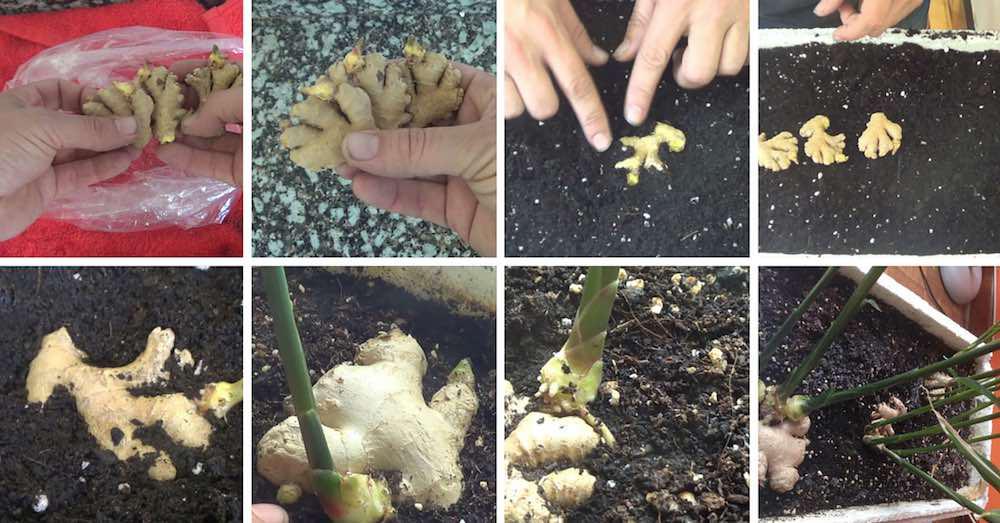 Como sembrar jengibre de forma fácil