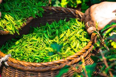 camellia sinensis y el té amarillo