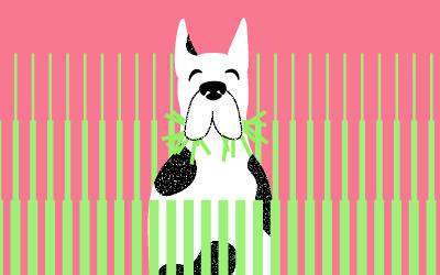 ¿Por qué come hierba mi perro?