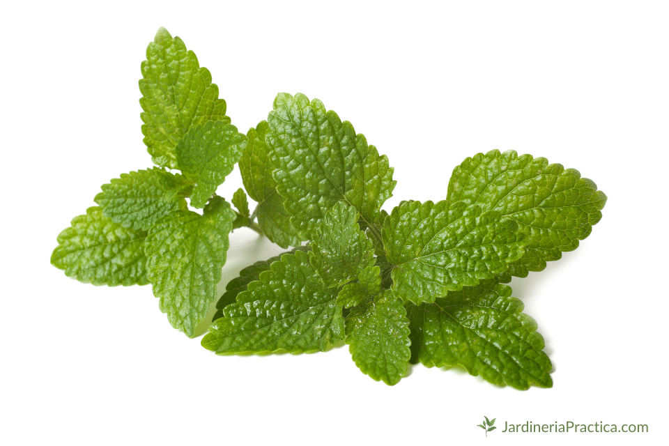 planta melisa propiedades