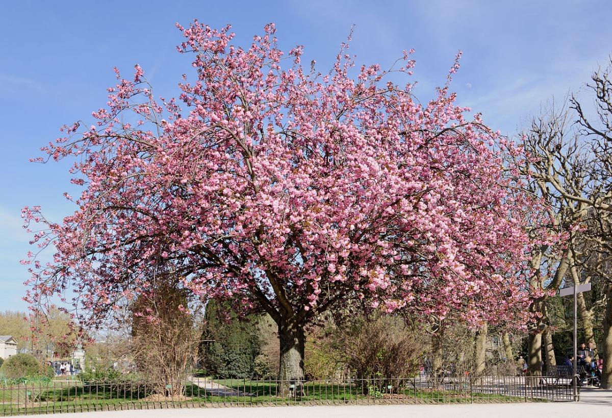 El cerezo japonés es un árbol con flores rosas