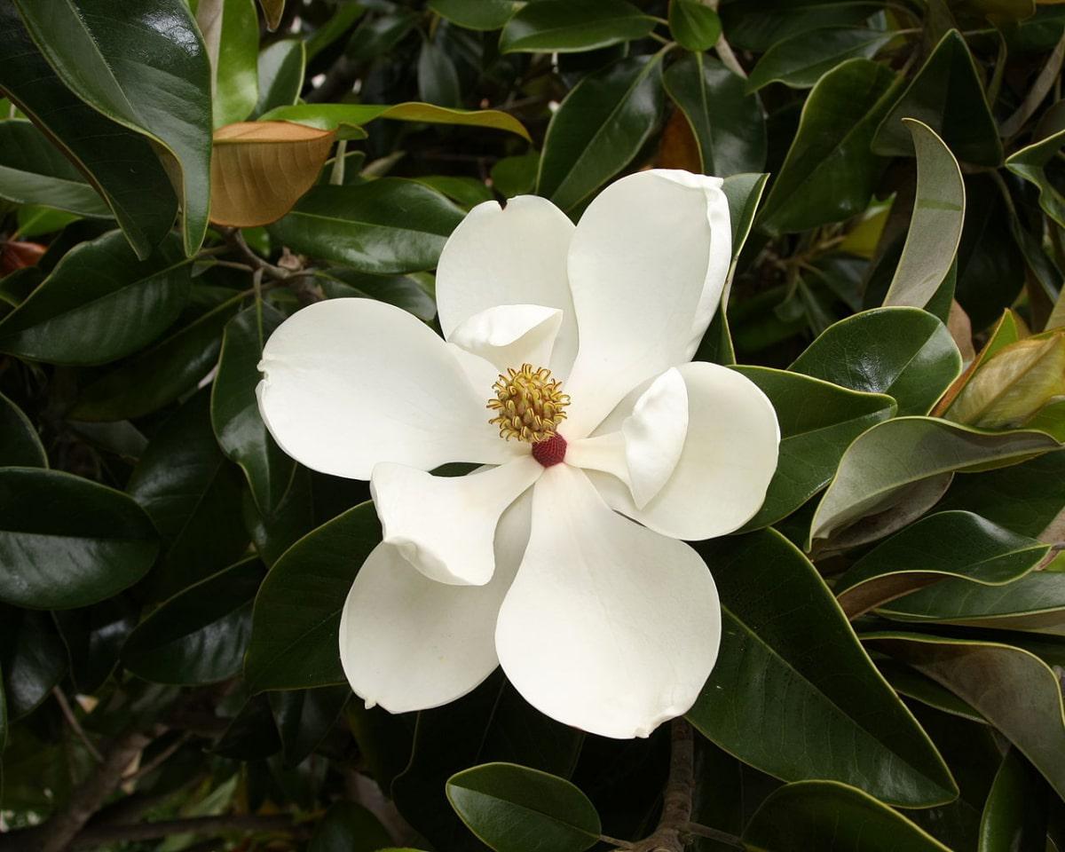 La magnolia grandiflora es un árbol con flores blancas