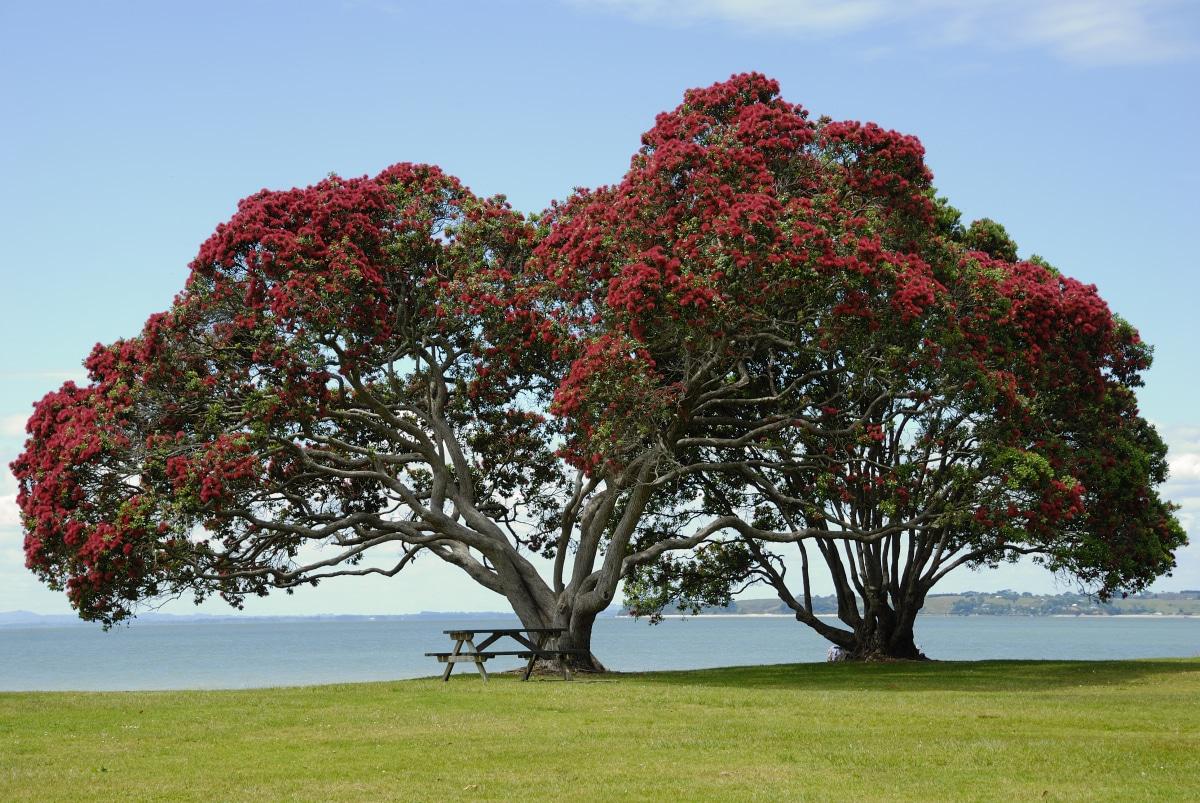 El metrosideros es un árbol de flores rojas