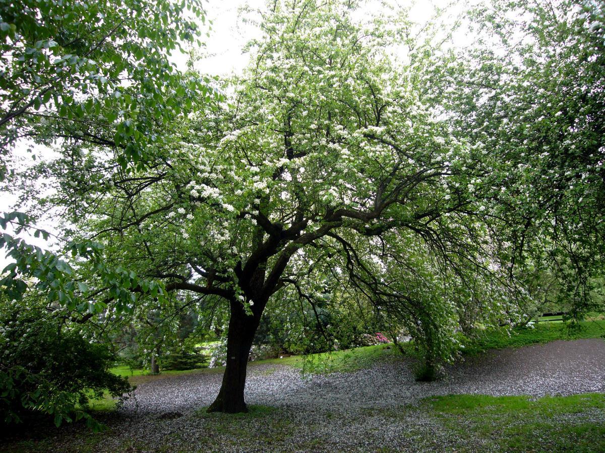 El peral es un frutal de hoja caduca