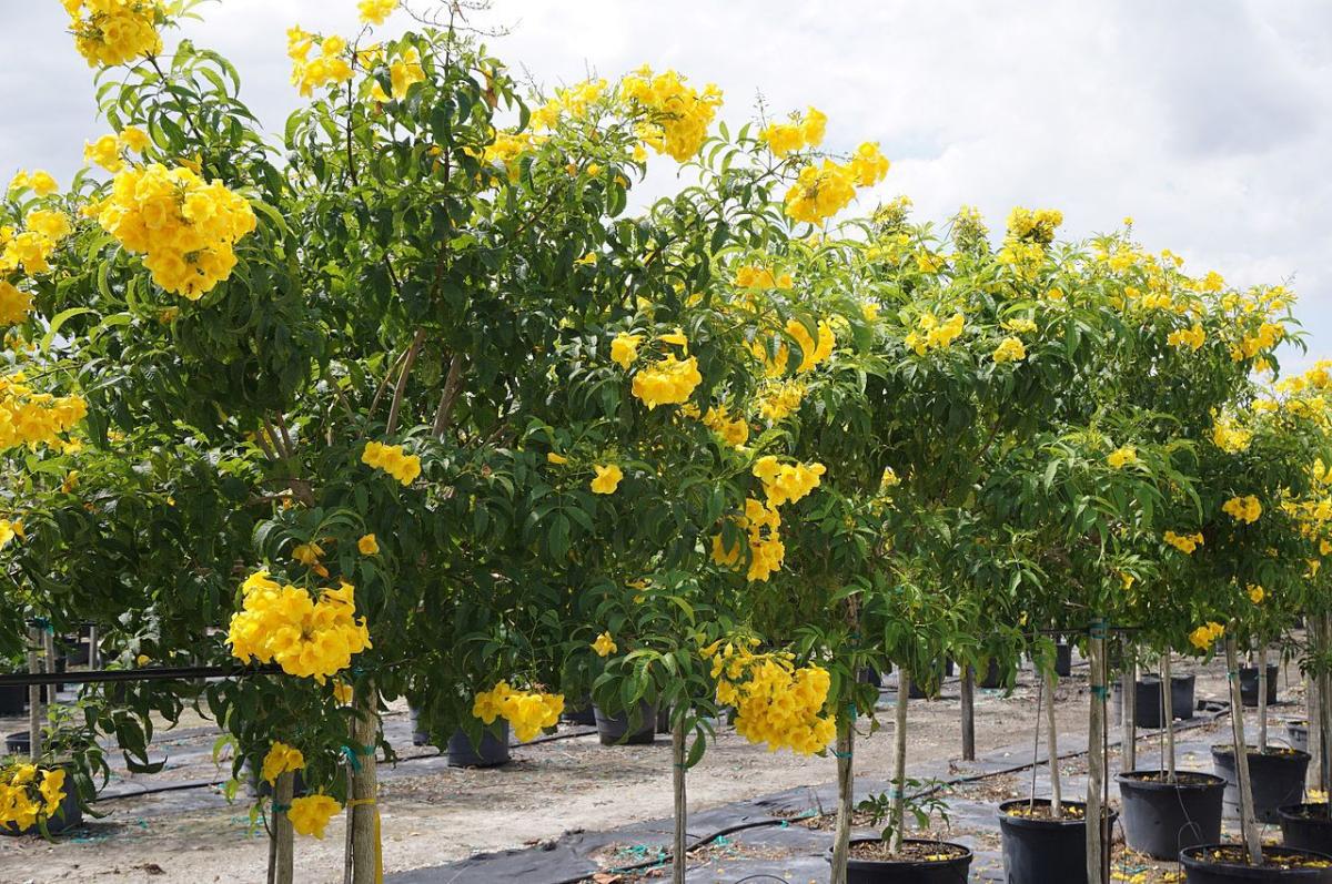 La tecoma stans es un árbol con flores amarillas