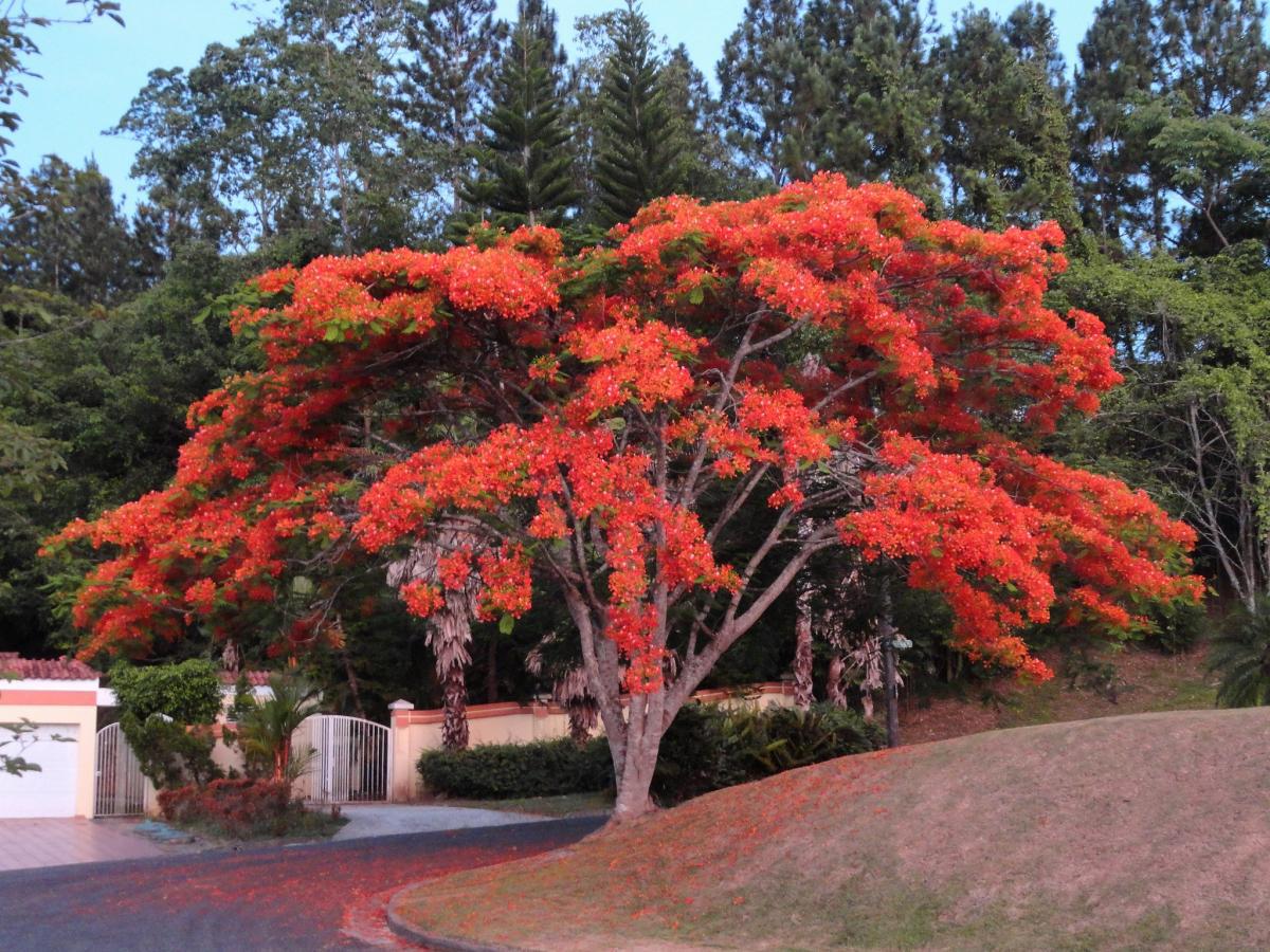 El flamboyan es un árbol con flores rojas