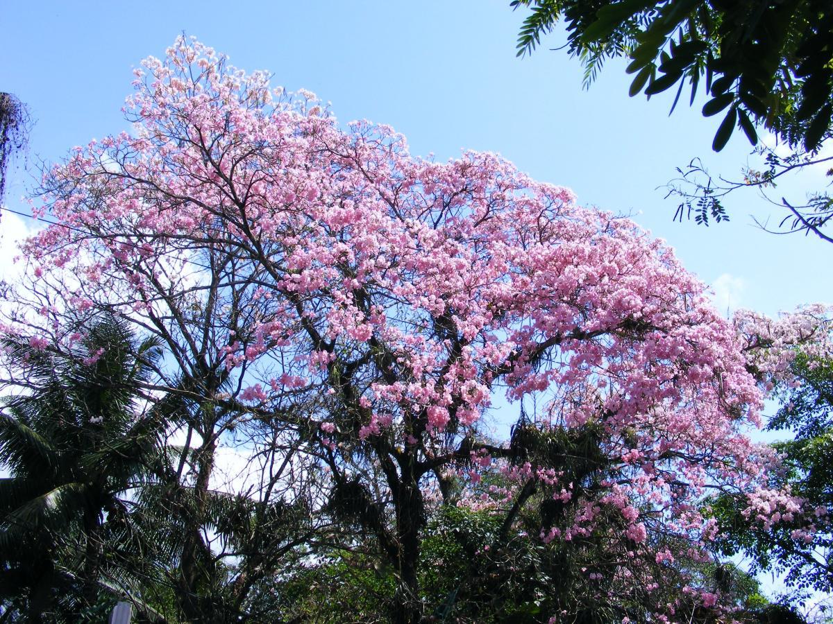 La Tabebuia rosea es un árbol mediano