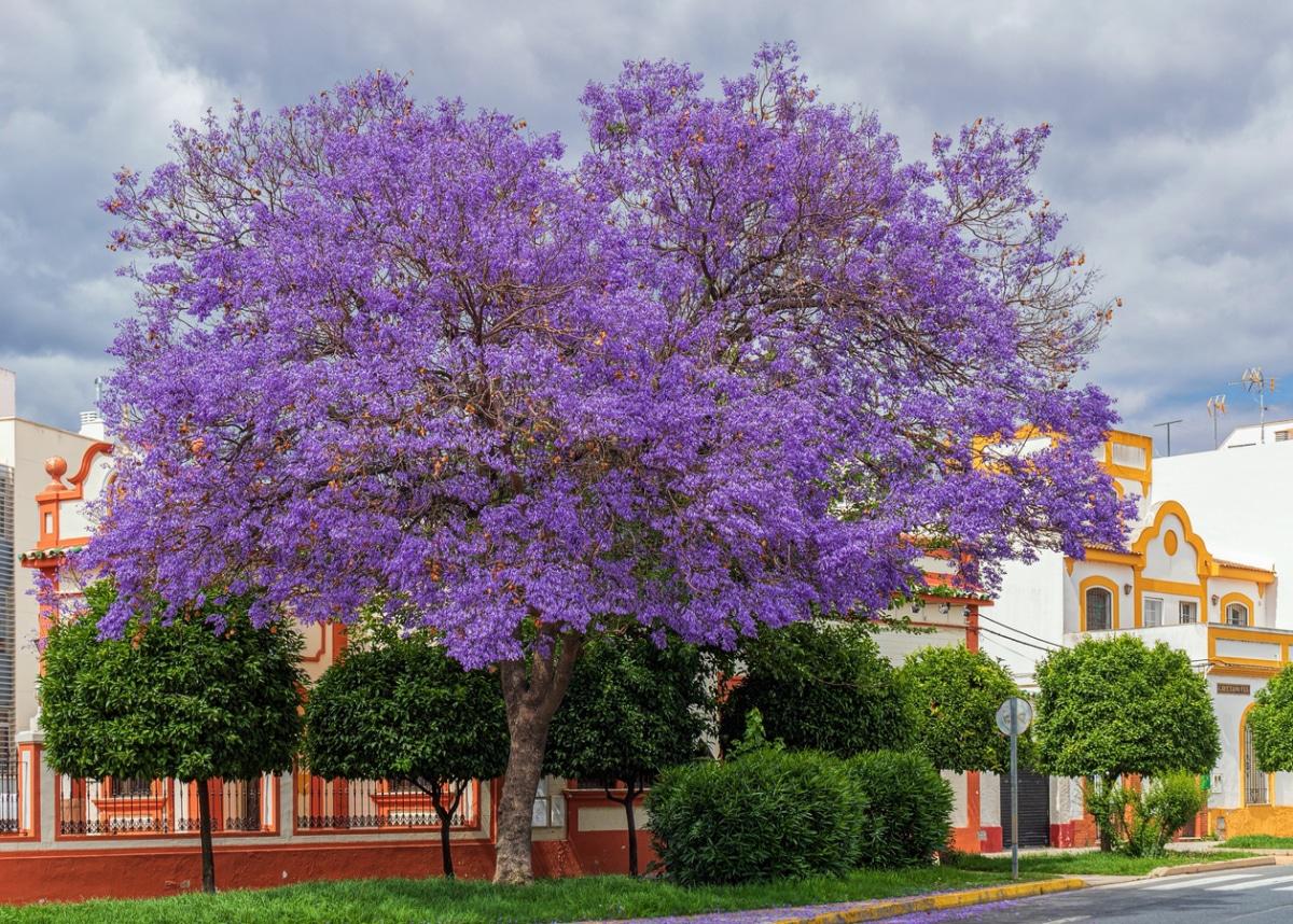 El jacaranda es un árbol caducifolio de flores lilas