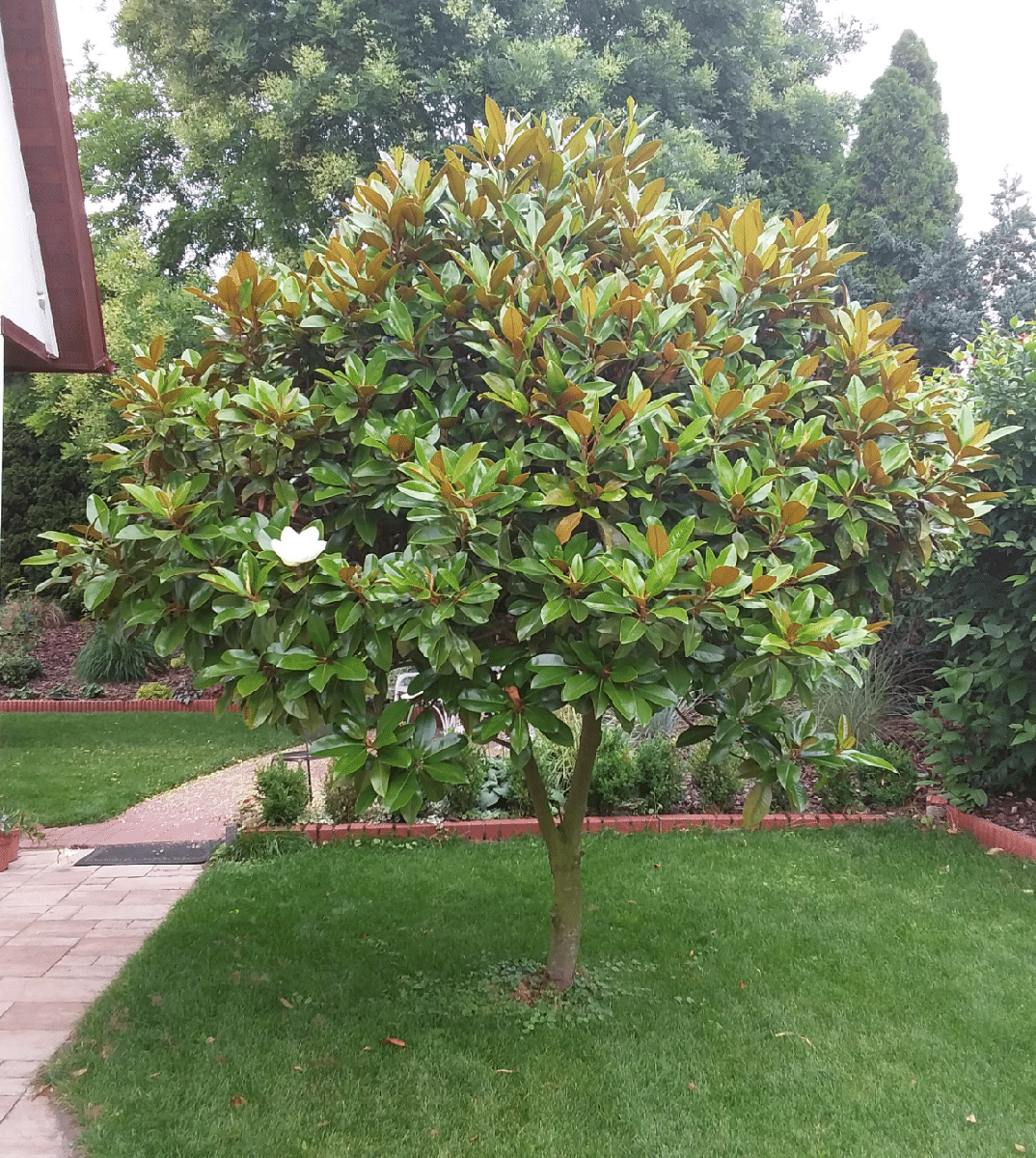 La magnolia es un árbol con flores blancas