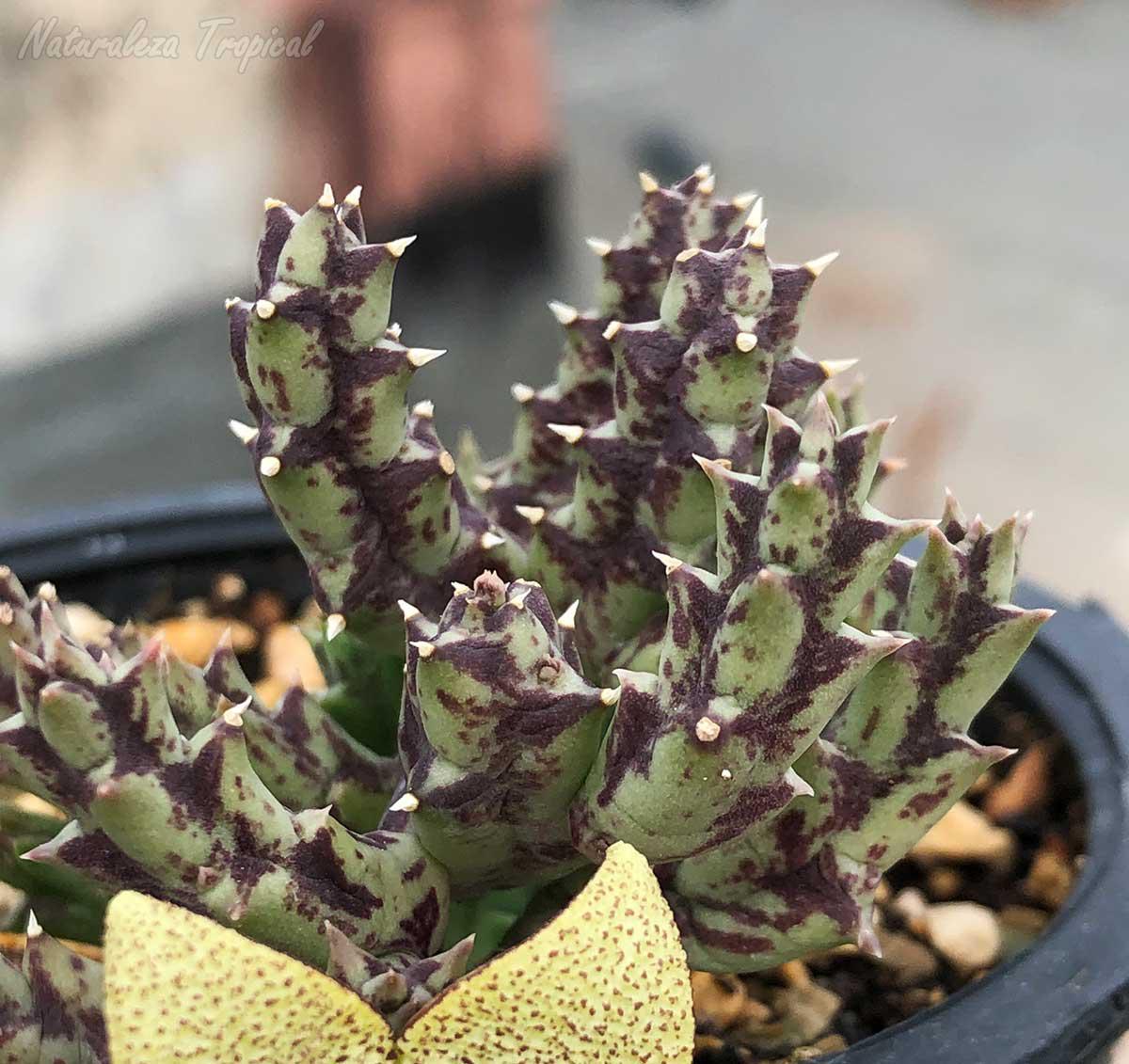 Tallos de la planta suculenta Orbea pulchella