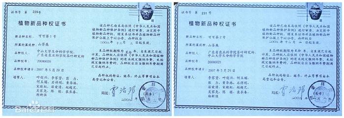 Derechos de obtención vegetal para el té sin cafeína