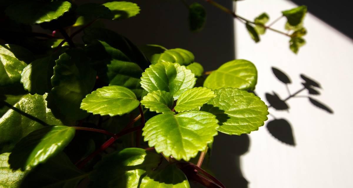 Brotes de planta del dinero