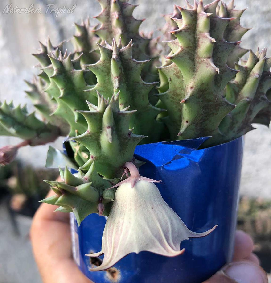 Tallos y disposición floral de la planta suculenta Huernia ˡ Black Panther ˡ KMP 049