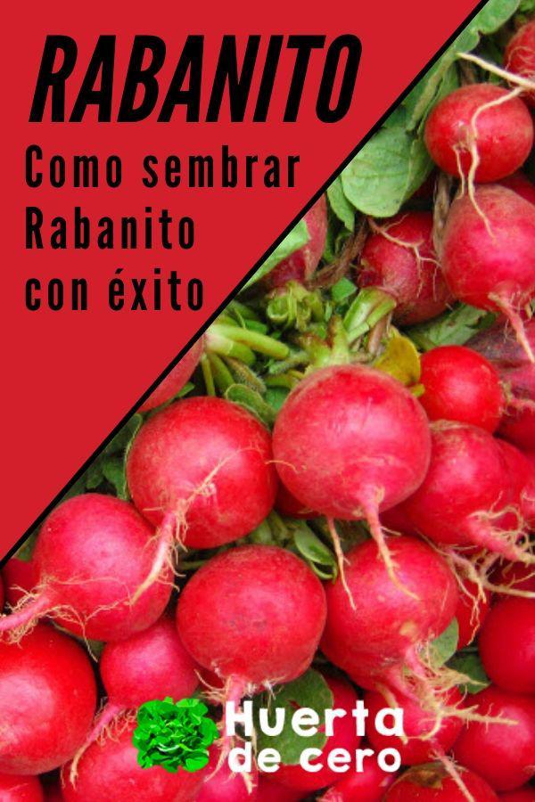 como sembrar planta de rabanito