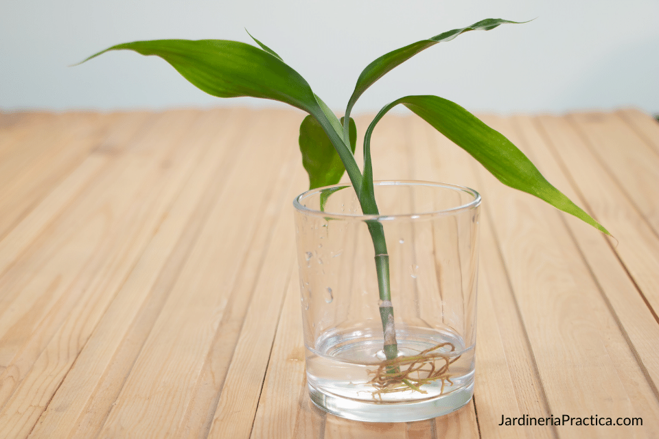 bambu de la suerte en agua