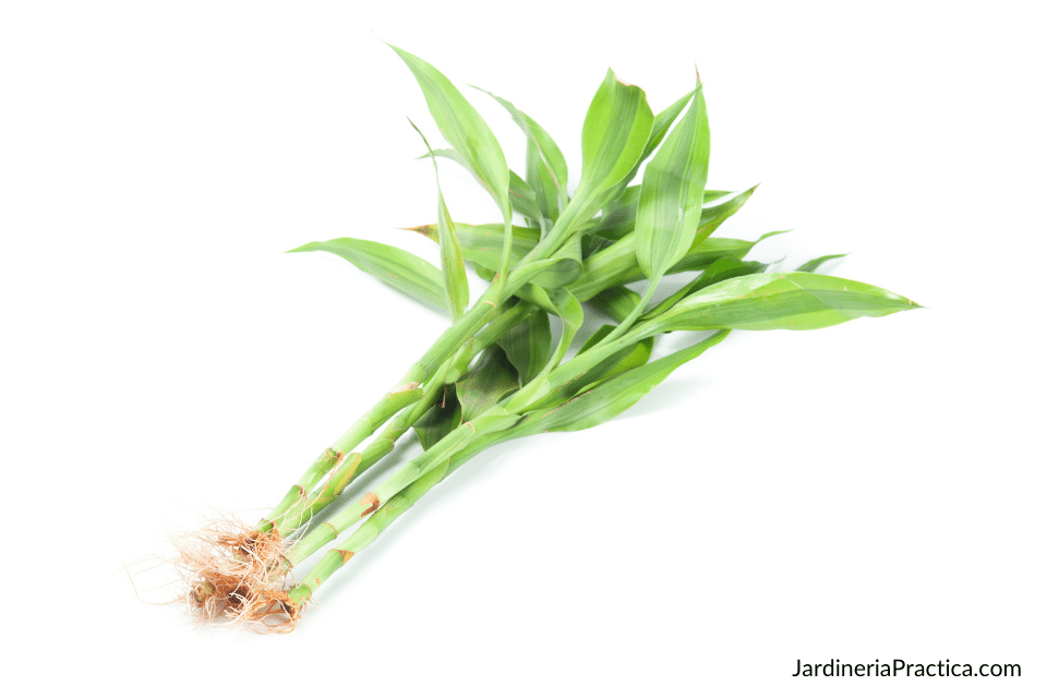 bambu de la suerte cuidados