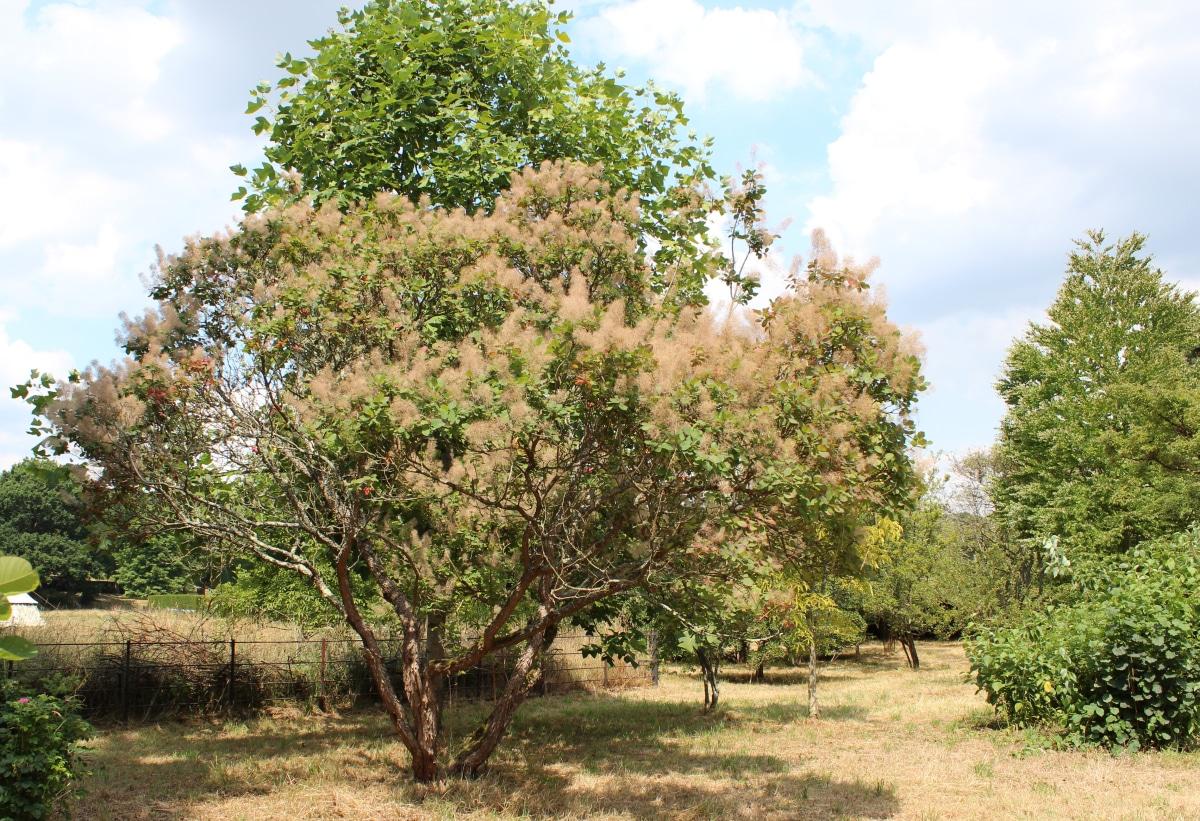 El árbol de las pelucas es una planta pequeña