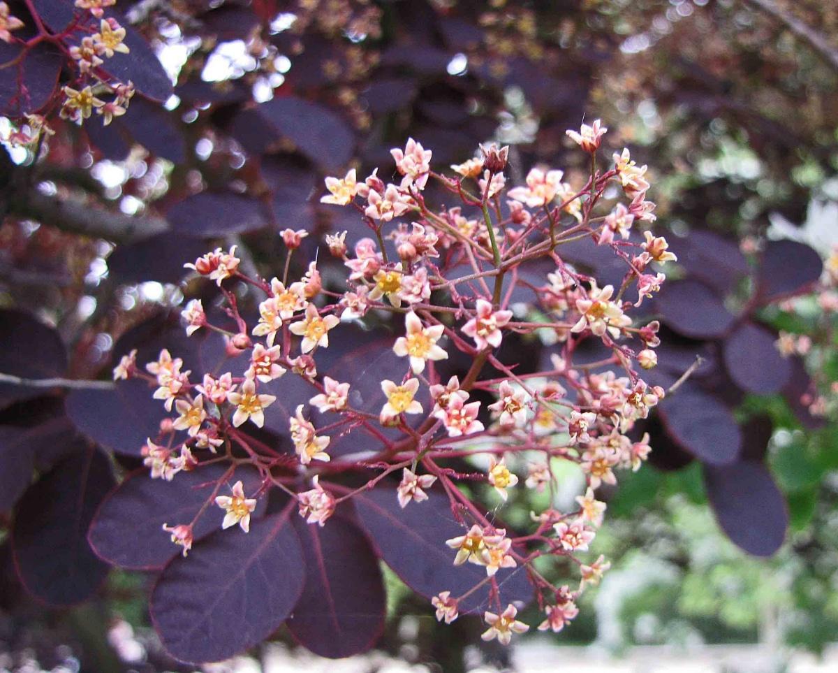 El árbol de las pelucas puede tener hojas rojas