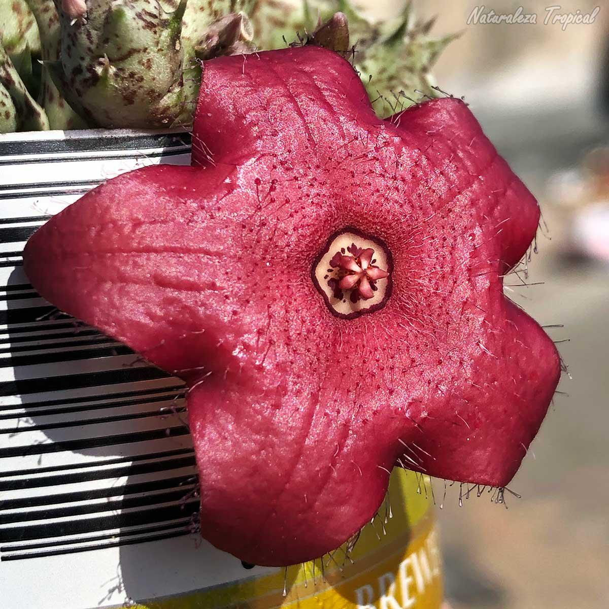Vista de la flor de la planta suculenta x Huervalia ˡ Cuban Start ˡ clon 7 KMP 050