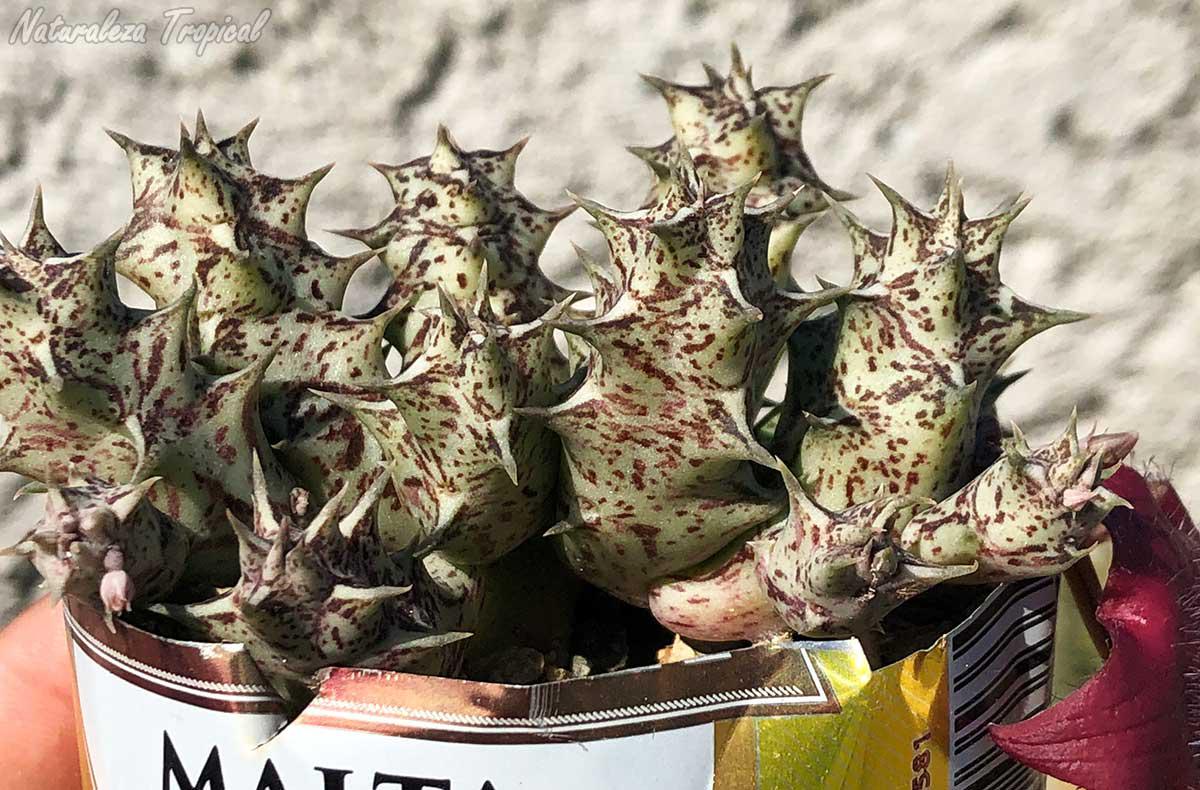 Tallos de la planta suculenta x Huervalia ˡ Cuban Start ˡ clon 7 KMP 050