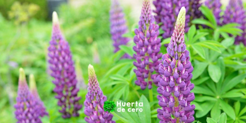 Lupino, sus cuidados y siembra