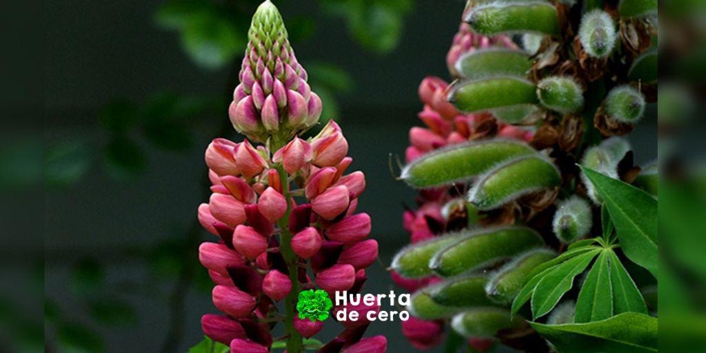 Semillas de Lupinus