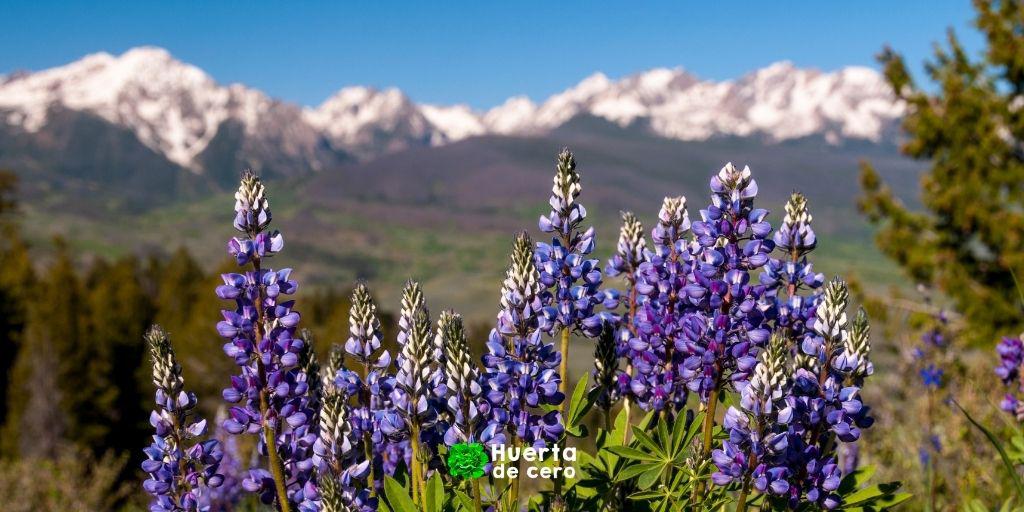 Cuales son los cuidados de lupinus