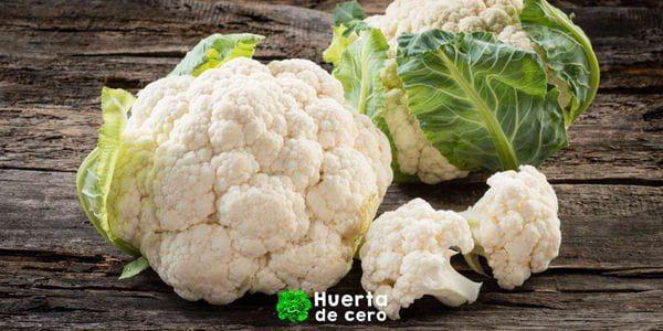 Como sembrar coliflor en la huerta