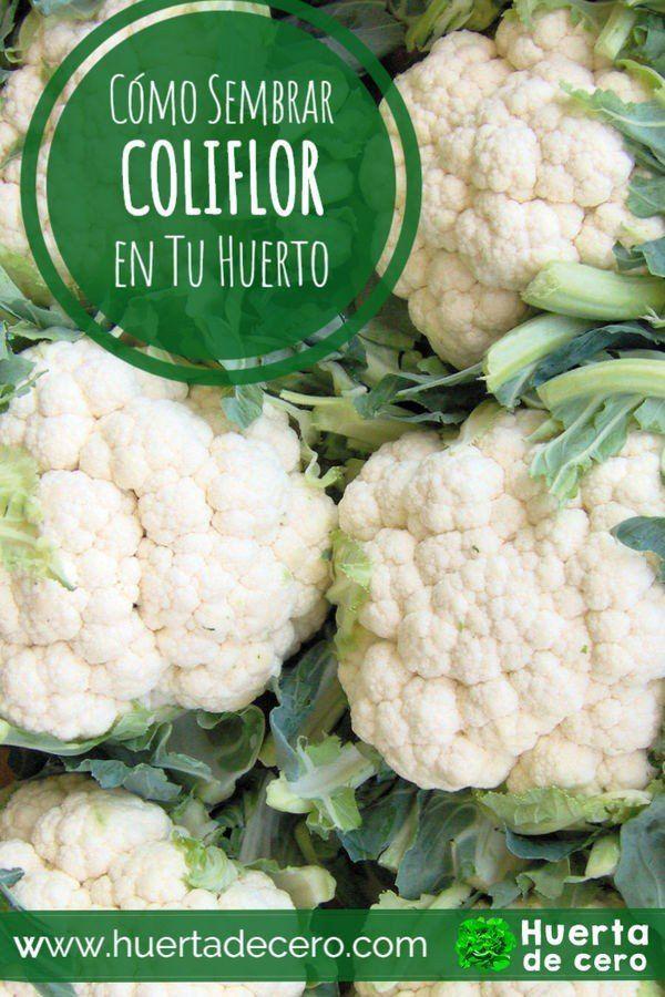 Como cultivar coliflor en la huerta