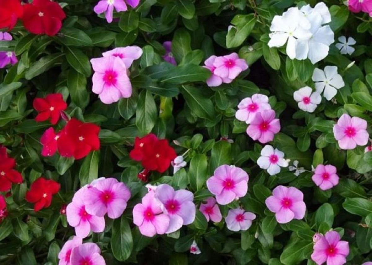 Conoce las plantas que florecen durante todo el año 6